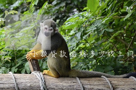 小额贷款逾期多少钱上门 小额贷款逾期多少钱上门
