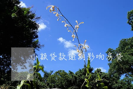 小额贷款逾期影响房贷 小额贷款逾期影响房贷