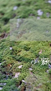 小额贷款逾期影响按揭吗