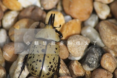 小额贷款逾期很久了 小额贷款逾期很久了