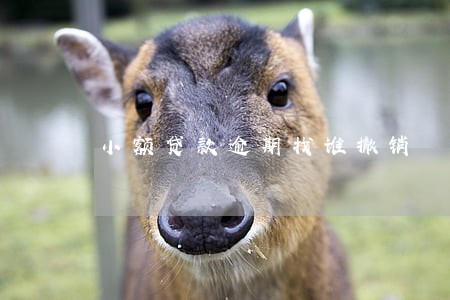 小额贷款逾期找谁撤销 小额贷款逾期找谁撤销