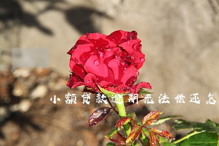 小额贷款逾期无法偿还怎么办 小额贷款逾期无法偿还怎么办