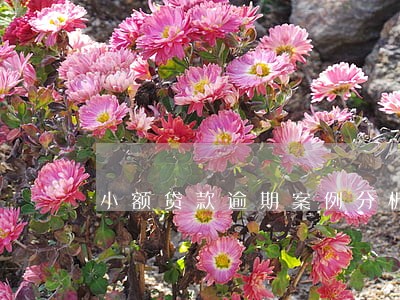 小额贷款逾期案例分析 小额贷款逾期案例分析