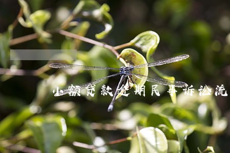 小额贷款逾期民事诉讼流程 小额贷款逾期民事诉讼流程