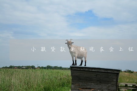 小额贷款逾期现在会上征信吗 小额贷款逾期现在会上征信吗