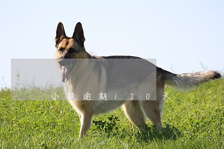 小额逾期120天 小额逾期120天