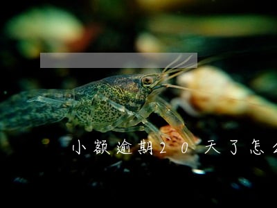 小额逾期20天了怎么办 小额逾期20天了怎么办