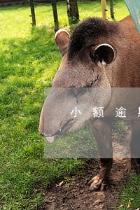 小额逾期5个月影响车贷嘛 小额逾期5个月影响车贷嘛