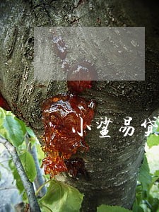 小鲨易贷逾期9天 小鲨易贷逾期9天