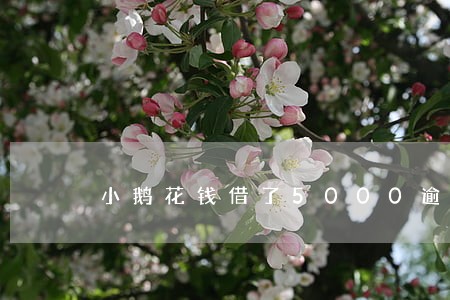 小鹅花钱借了5000逾期大半年