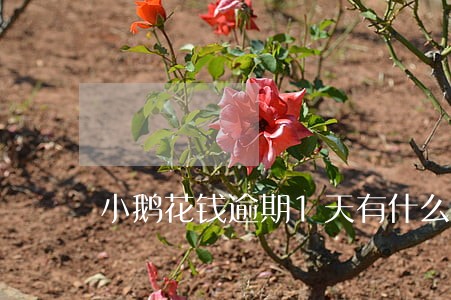 小鹅花钱逾期1天有什么影响 小鹅花钱逾期1天有什么影响