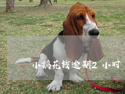 小鹅花钱逾期2小时 小鹅花钱逾期2小时