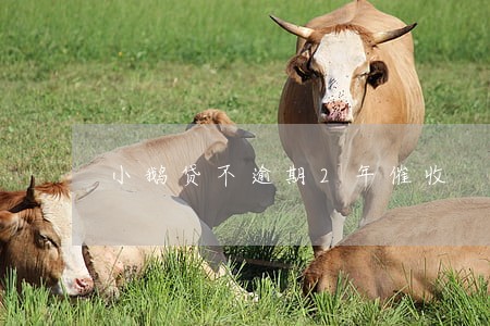 小鹅贷不逾期2年催收