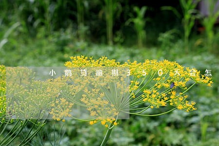 小鹅贷逾期350天会怎么样