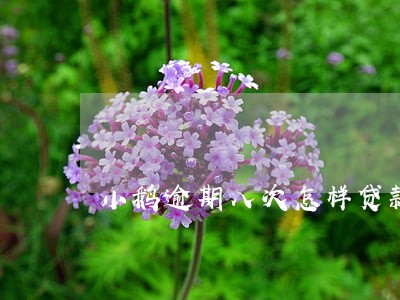 小鹅逾期八次怎样贷款买房