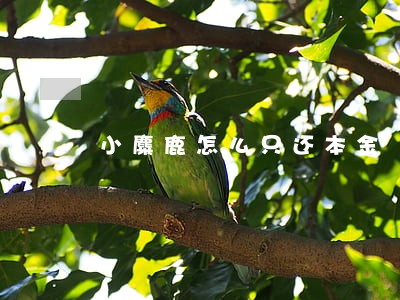 小麋鹿怎么只还本金 小麋鹿怎么只还本金