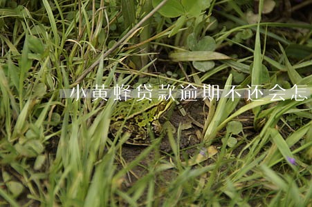 小黄蜂贷款逾期不还会怎样 小黄蜂贷款逾期不还会怎样
