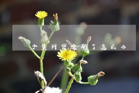 少量网贷逾期了怎么办 少量网贷逾期了怎么办