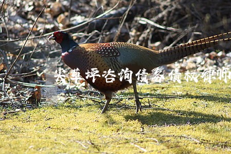 尖草坪咨询债务债权律师哪家好 尖草坪咨询债务债权律师哪家好