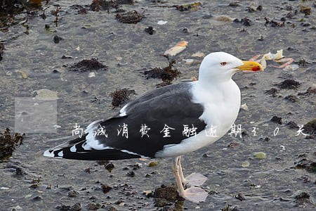 尚诚消费金融逾期30天 尚诚消费金融逾期30天
