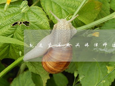 就选资深戚兴伟律师团队 就选资深戚兴伟律师团队