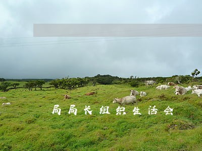 局局长组织生活会