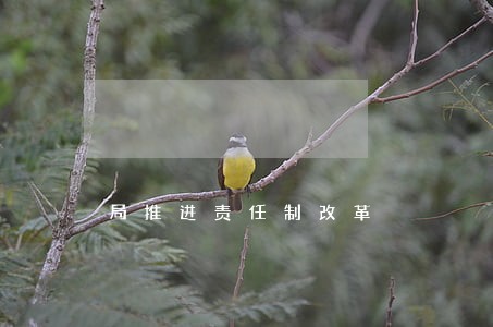 局推进责任制改革