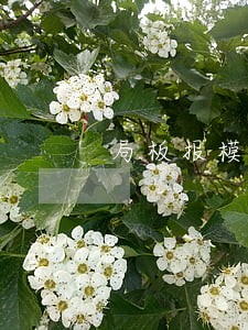 局板报模板下载 局板报模板下载