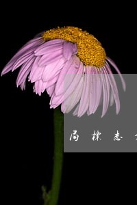 局标志创意 局标志创意