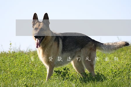居民贷款违约风险逾期 居民贷款违约风险逾期