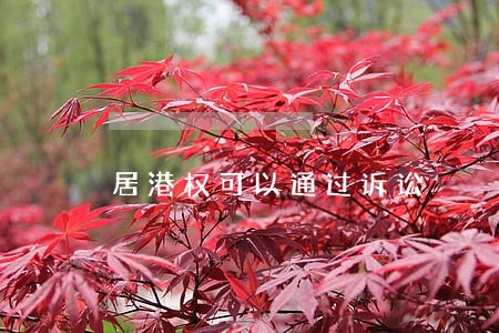 居港权可以通过诉讼 居港权可以通过诉讼