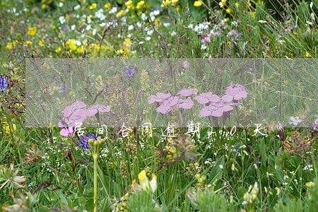 居间合同逾期20天 居间合同逾期20天