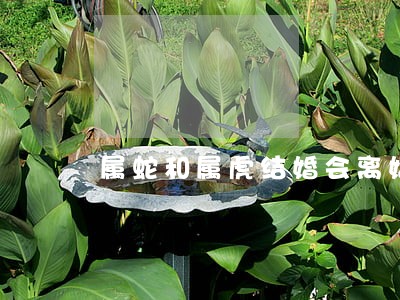 属蛇和属虎结婚会离婚吗 属蛇和属虎结婚会离婚吗