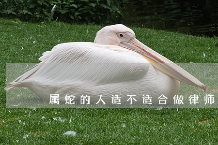 属蛇的人适不适合做律师 属蛇的人适不适合做律师