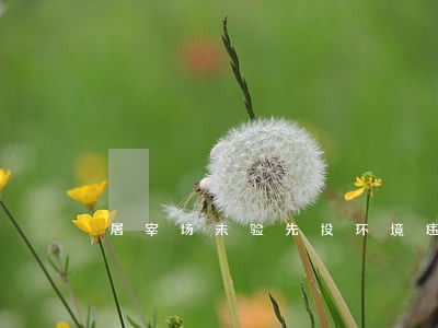 屠宰场未验先投环境违法 屠宰场未验先投环境违法