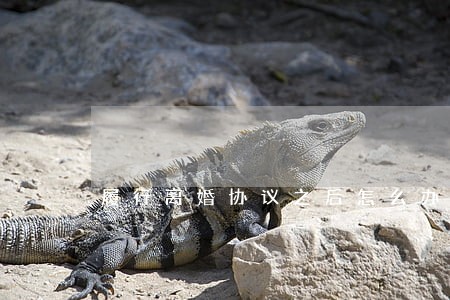 履行离婚协议之后怎么办 履行离婚协议之后怎么办