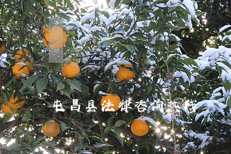 屯昌县法律咨询热线