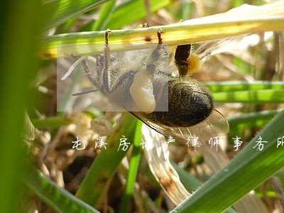 屯溪房地产律师事务所 屯溪房地产律师事务所