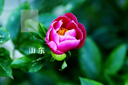 山东