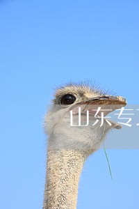 山东专项法律顾问怎么样 山东专项法律顾问怎么样