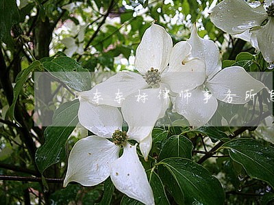 山东东标律师事务所怎么样 山东东标律师事务所怎么样