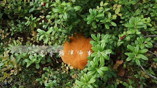 山东东胜律师事务所 山东东胜律师事务所