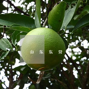 山东东营河口区执行庭电话 山东东营河口区执行庭电话