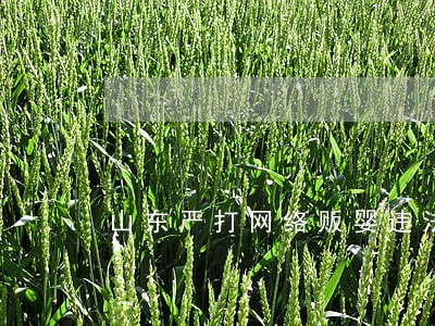 山东严打网络贩婴违法犯罪 山东严打网络贩婴违法犯罪