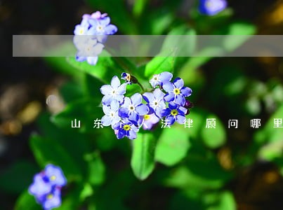 山东个人法律顾问哪里好 山东个人法律顾问哪里好