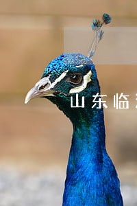 山东临沂律师事务所电话