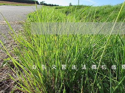 山东交警违法微信缴费 山东交警违法微信缴费