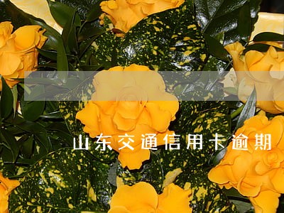 山东交通信用卡逾期 山东交通信用卡逾期