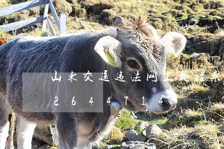 山东交通违法网上处理系统/2023012644714 山东交通违法网上处理系统/2023012644714