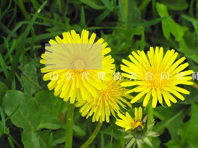 山东代理债务合同律师联系方式